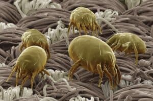 Dust mites. Household Allergens