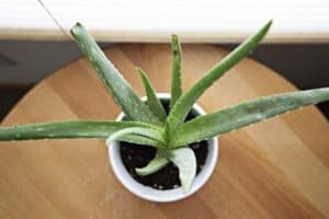 1. Aloe