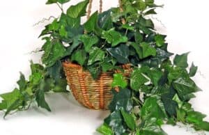 5. English Ivy