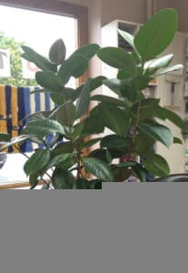 7. rubber tree plant