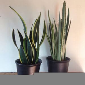 9 Snake plant