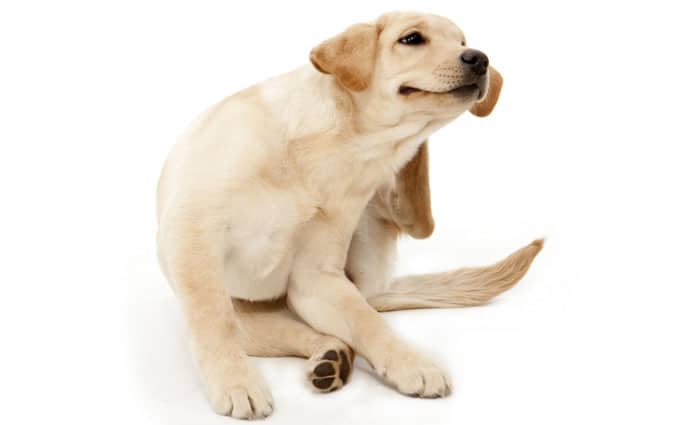 Pet dander, How Do Pet Allergens Occur Pet dander, How Do Pet Allergens Occur